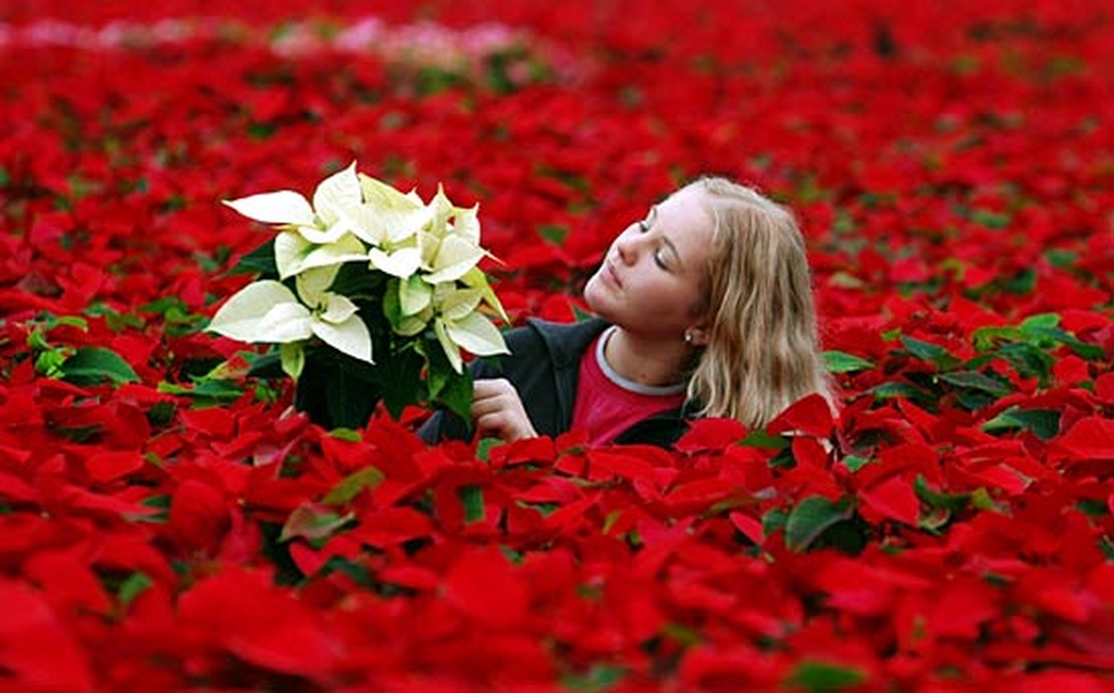 Immagini Natalizie Stelle Di Natale.Piante Natalizie News Grechi Giardini