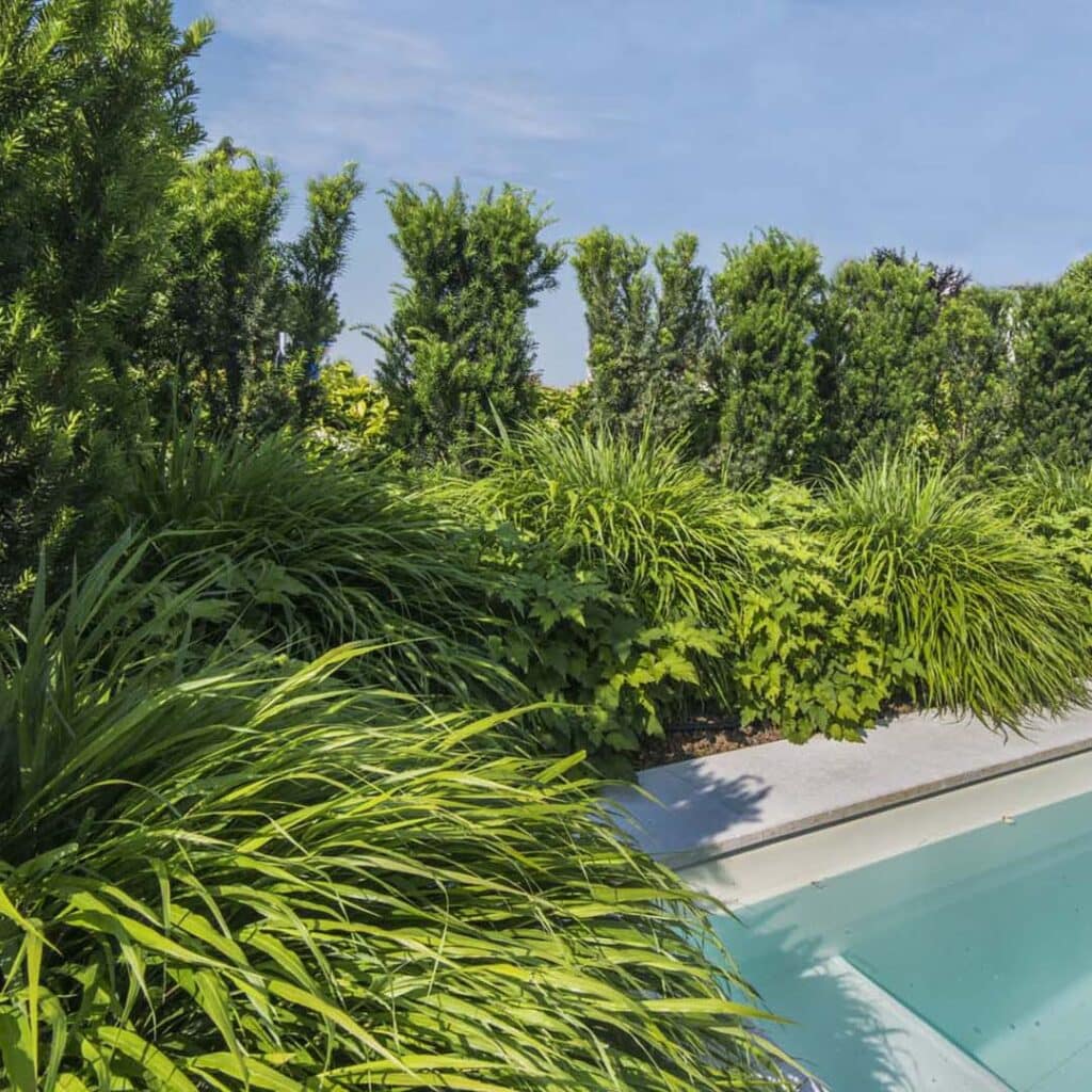 Giardino moderno con piscina e bordure di graminacee a Castenedolo