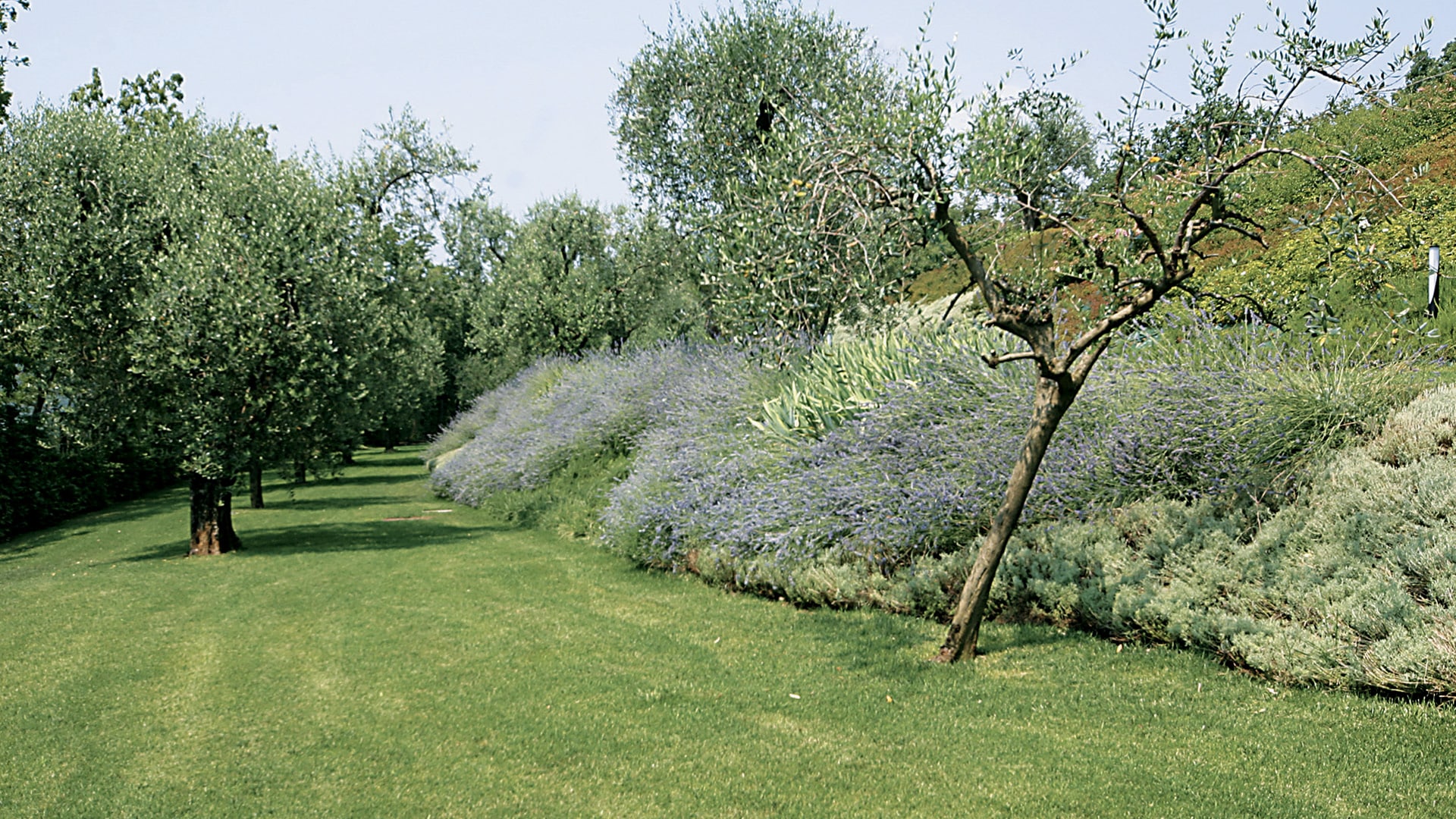 Giardino mediterraneo con lavanda e ulivi