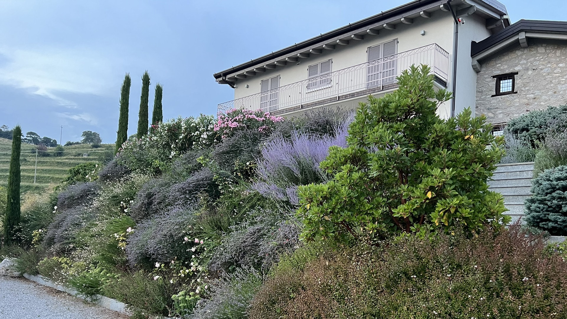 Scarpata decorata con piante aromatiche e cipressi